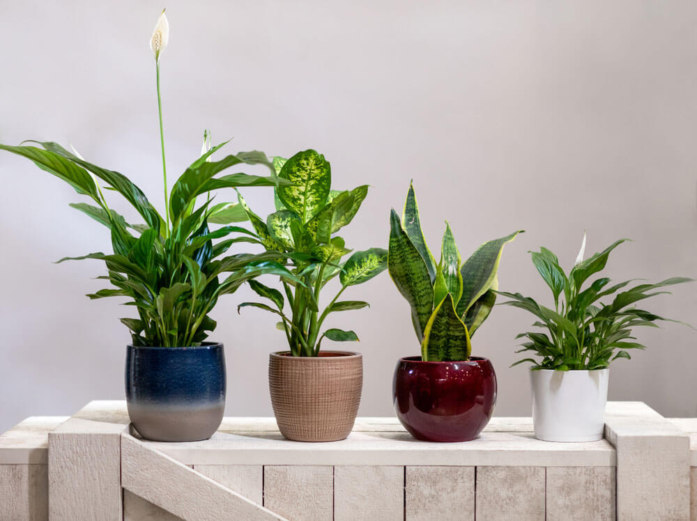 Best Air Purifying Plants Which Remove Toxins 